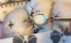 【たまらん】眠ってる子猫たち、鼻先にミルクを持っていくと・・・