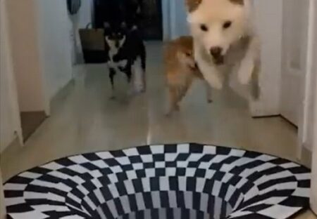 【ｗ】廊下に錯覚の仕掛けがあった場合・・犬と猫、リアクションの違いがスゴイｗｗｗ