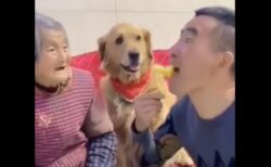 【爆笑】おばあちゃんが大好きな犬、愛が深すぎるｗｗｗｗｗｗｗｗｗｗｗ