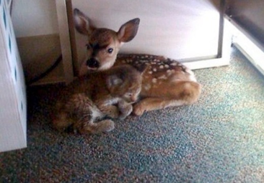 【泣いた】小鹿とオオヤマネコの赤ちゃん、山火事から救出されぴったり寄り添う