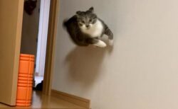 【！】壁を走る猫！！躍動感がすごいｗｗｗ
