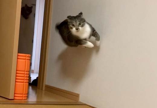 【！】壁を走る猫！！躍動感がすごいｗｗｗ