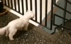 【ｗ】階段上から覗いてる犬、飼い主の姿を見た瞬間からシッポの回転がすごすぎるｗ