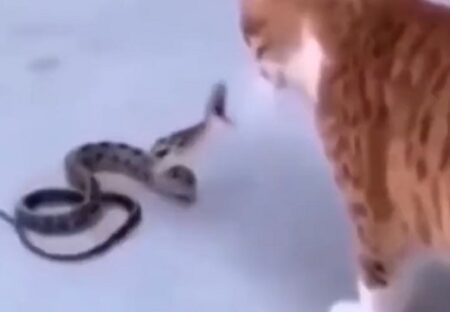【はや】大きな口で猫に襲い掛かる蛇！秒殺されるｗｗｗｗｗｗｗｗｗ