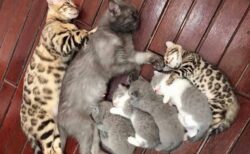 【遺伝】猫一家7匹の睡眠風景がたまらない可愛いさｗｗｗｗｗｗｗｗｗｗ