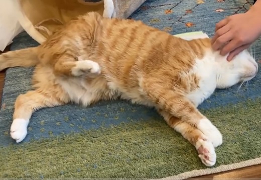 【動画】猫のエアーかきかき、可愛いすぎるｗｗｗｗ
