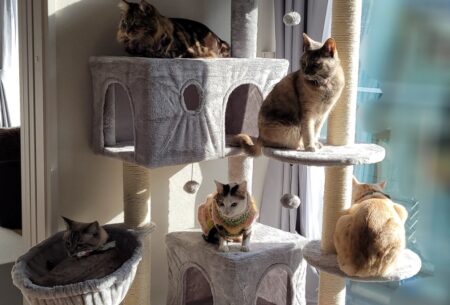 猫が集まるキャットタワー、これは見ているだけで幸せになれる(*ФωФ)(*ФωФ)(*ФωФ)