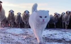 【ひゃー】羊の群れを先導する美人猫。風格半端ないｗｗｗｗｗｗｗｗｗｗ