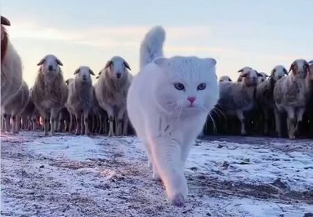 【映画感！】羊の群れを先導するまっ白な美人猫。貫録が半端ないｗｗｗｗｗｗｗｗｗｗ