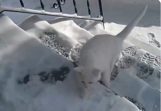 【ｗ】雪積もる外に出たがった猫、想像以上に寒くて飼い主にキレ散らかす(ΦωΦ)