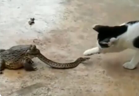 【！？】カエルと蛇とネコと少女、凄い状況の動画が話題にｗｗｗｗ