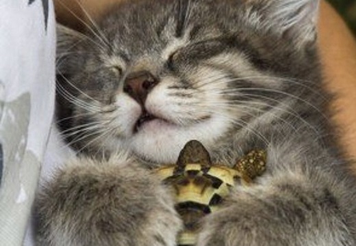 【がしっ】カメを抱きしめてスヤスヤ眠る子猫、可愛いすぎるｗｗｗｗ