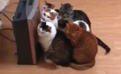 【動画】暖房機の前に密集する猫達ｗｗｗｗｗｗｗｗｗｗｗｗｗ