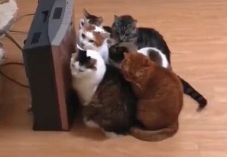 【動画】暖房機の前に密集する猫達ｗｗｗｗｗｗｗｗｗｗｗｗｗ
