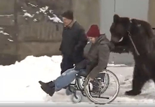 【愛】小熊の頃から育ててくれた男性が事故で車椅子に→熊、男性の車椅子を押して歩く