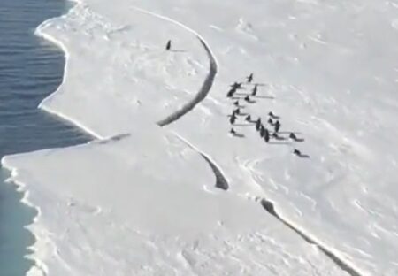 【緊迫】群れから離れたペンギン独り乗せた氷、みるみる裂け流されそうに→感動の結末
