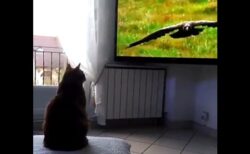 【ｗ】テレビを見てた猫、大きな鷹が向かってきた時のリアクションが可愛いすぎる