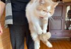 【爆笑】台所で夕飯準備中のママに捕獲された猫ちゃん、しょぼん顔が可愛いｗｗｗｗｗ