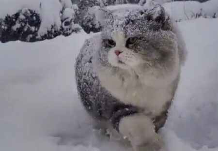 【もっふもふ】雪国の猫さん、モフ具合がハンパなったｗｗｗｗ