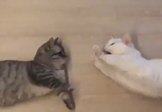 (ΦωΦ)(ΦωΦ) あくびが伝染する猫たち、可愛いすぎwwww