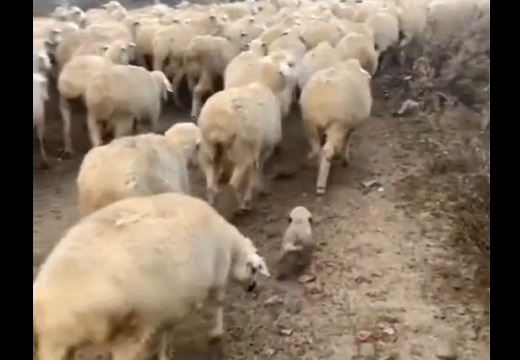 【ﾄｺﾄｺﾄｺ】羊の群れについていく子犬と、子犬を気にかける羊達。素敵すぎるｗ