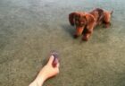 【天才犬】ソリの遊び方を完全に理解している犬がスゴイｗｗｗｗｗｗｗｗｗｗ