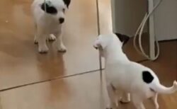 【動画】鏡の中の自分に困惑する子犬、動きが可愛らしすぎるｗ