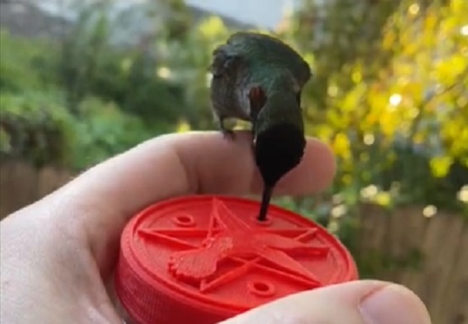 【最小の鳥】なついたハチドリ、指先に止まり餌をもらう様子が話題に「初めて見た！」