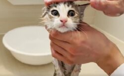 【生後45日】子猫、初めてのシャンプー！なすがままの様子がカワイイｗｗｗｗｗ