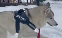 【ﾊﾟｸﾊﾟｸﾊﾟｸ】雪を堪能するハスキー犬、幸せそうな様子が可愛いすぎる