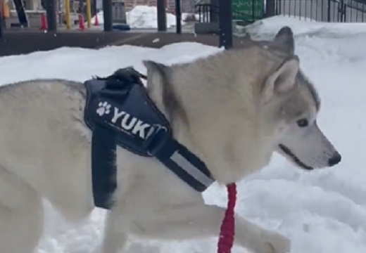 【ﾊﾟｸﾊﾟｸﾊﾟｸ】雪を堪能するハスキー犬、幸せそうな様子が可愛いすぎる