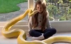 【！】金色の大蛇と仲良しな少女、衝撃的な動画が話題に