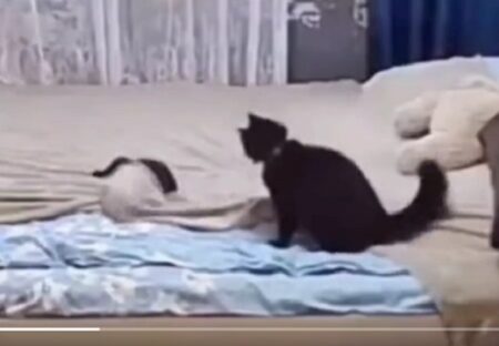 【すっごい】ママ猫さん、シーツを滅茶苦茶にした子猫を叱りベッドメイキングをし直す