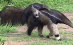 【動画】オオアリクイのお母さん、赤ちゃんを守るカモフラージュがハイレベル！