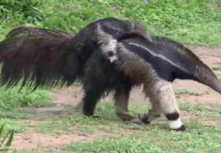 【動画】オオアリクイのお母さん、赤ちゃんを守るカモフラージュがハイレベル！