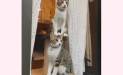 【爆笑】「2段？！」窓の外をじっと見張る2匹の猫、絶妙な位置が話題にｗｗｗｗ