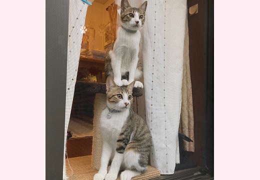 【爆笑】「2段？！」窓の外をじっと見張る2匹の猫、絶妙な位置が話題にｗｗｗｗ