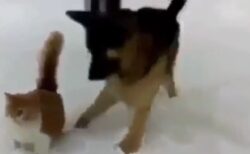 【ほれ！】犬、雪の上を恐る恐る歩く猫にいたずらして逃げ去るｗｗｗｗｗｗｗｗｗ