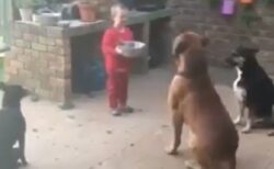 【動画】男児が運んでくる食事、お行儀よくする3匹の犬が可愛いすぎるｗ