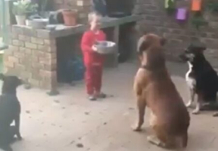 【動画】男児が運んでくる食事、お行儀よくする3匹の犬が可愛いすぎるｗ