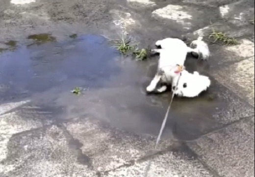 【飼い主絶望】泥水と戯れご機嫌で帰宅する真っ白い犬が可愛いｗｗｗｗ