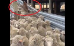 【839万再生】牧羊犬の賢さがよくわかる19秒の動画にネット騒然！すごすぎるｗｗｗｗ