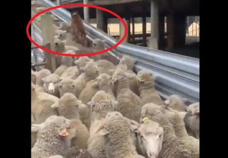 【839万再生】牧羊犬の賢さがよくわかる19秒の動画にネット騒然！すごすぎるｗｗｗｗ