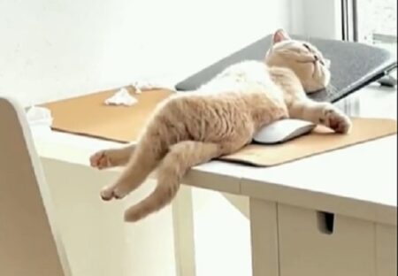(ΦωΦ) 悩ましポーズで爆睡する猫、幸せそうであるｗｗｗｗ