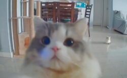 【動画】カメラを発見した美人猫さん、動きが可愛いすぎるｗｗｗｗ