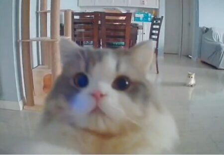 【動画】カメラを発見した美人猫さん、動きが可愛いすぎるｗｗｗｗ