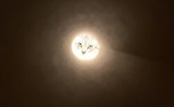(ΦωΦ) ラップの芯から覗く猫ちゃんたち！まるで光り輝く満月ｗｗｗｗ