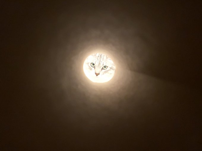 (ΦωΦ) ラップの芯から覗く猫ちゃんたち！まるで光り輝く満月ｗｗｗｗ