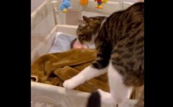 【尊い】赤ちゃんが泣いた瞬間そばに行こうとする猫。踏まないようにそっと動く様子が泣ける