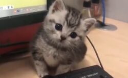 【動画】仕事中、PCの前に割って入ってくる子猫の破壊力は凄まじいｗｗｗｗｗｗｗｗ